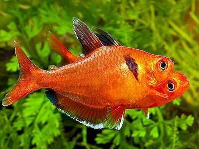 Hyphessobrycon callistus.jpeg