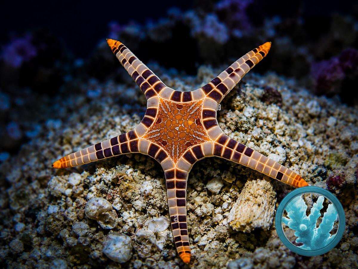 Iconaster longimanus.jpeg