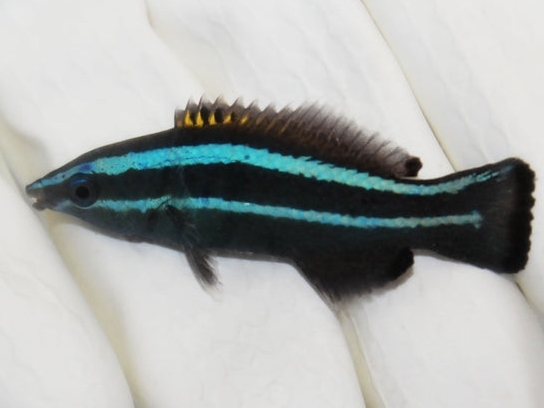 Larabicus quadrilineatus.jpeg