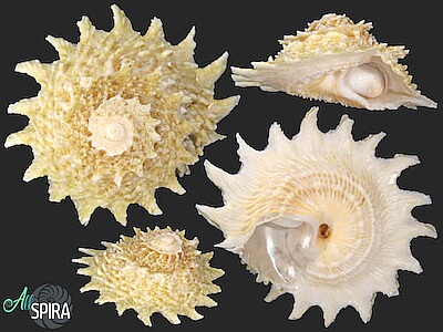 Lithopoma-phoebium.jpeg