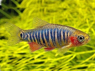 Microrasbora erytrhomicron.jpeg