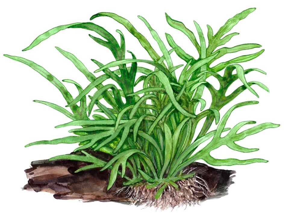 Microsorum pteropus 'Trident'.jpeg