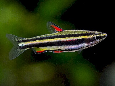 Nannostomus marginatus.jpeg