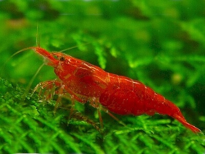 Neocaridina denticulata.jpeg