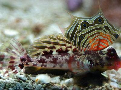 Neosynchiropus-ocellatus.jpeg