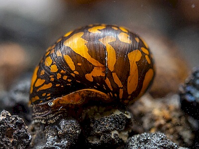 Neritina Batik.jpeg