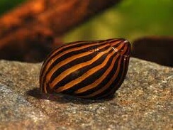 Neritina Tigre.jpeg