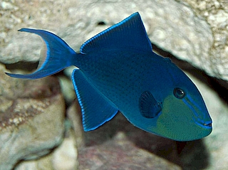 Odonus niger.jpeg