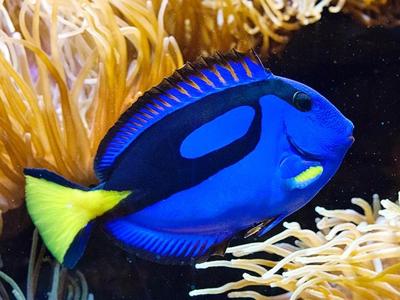 Paracanthurus-hepatus.jpeg