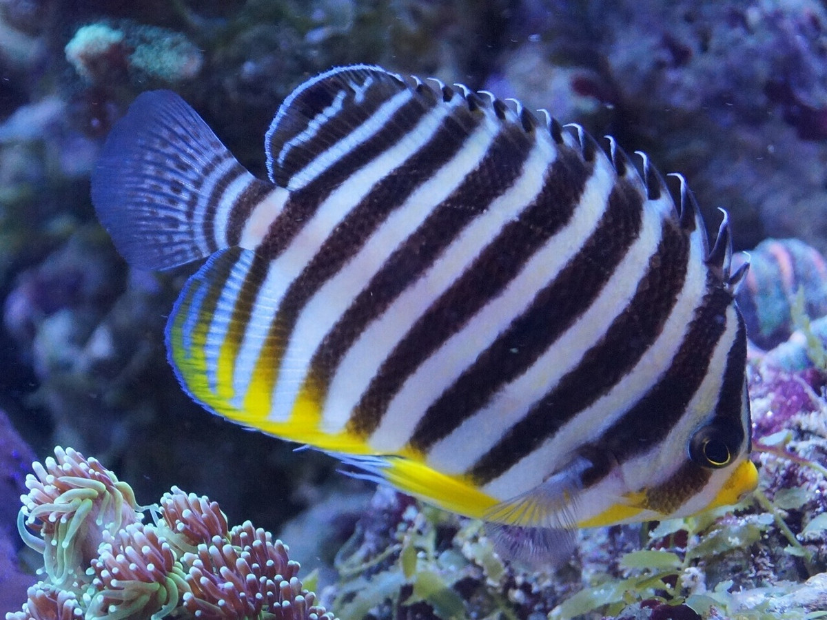 Paracentropyge multifasciata.jpeg