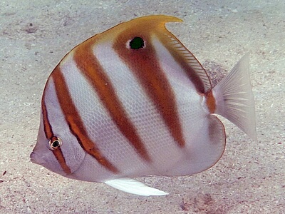 Parachaetodon-ocellatus.jpeg