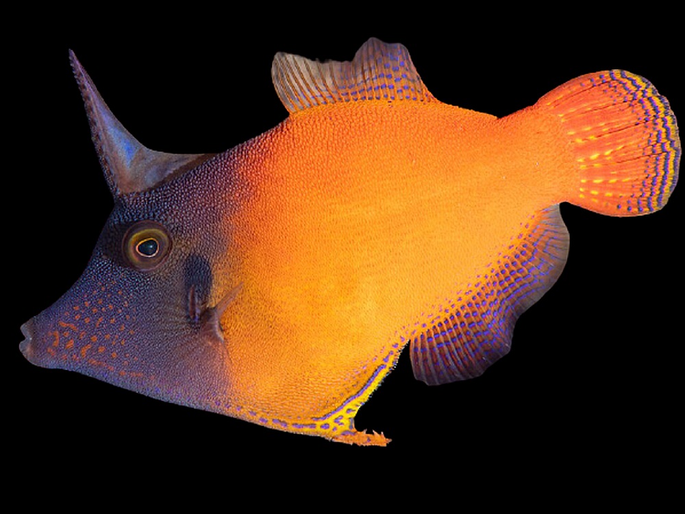 Pervagor-melanocephalus.jpeg