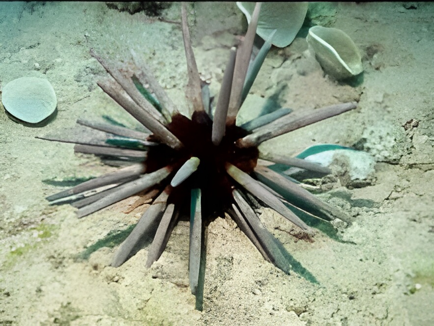 Phyllacanthus imperialis.jpeg