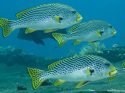 Plectorhinchus-lineatus.jpeg