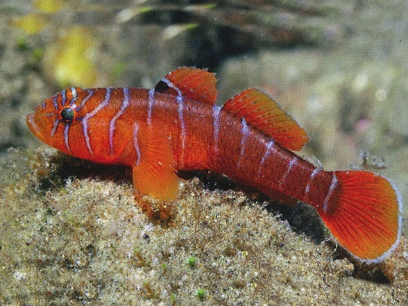 Priolepis semidoliata.jpeg