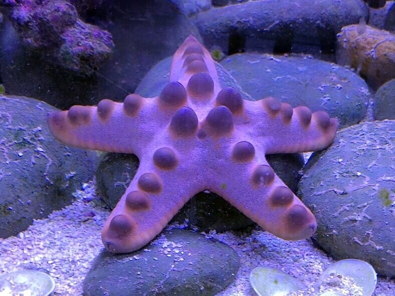 Protoreaster nodosus PRNO0001.jpeg