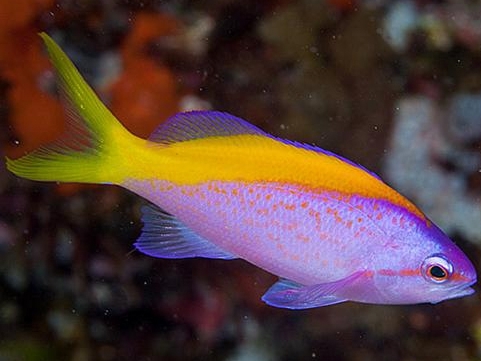 Pseudanthias-evansi-1.jpeg