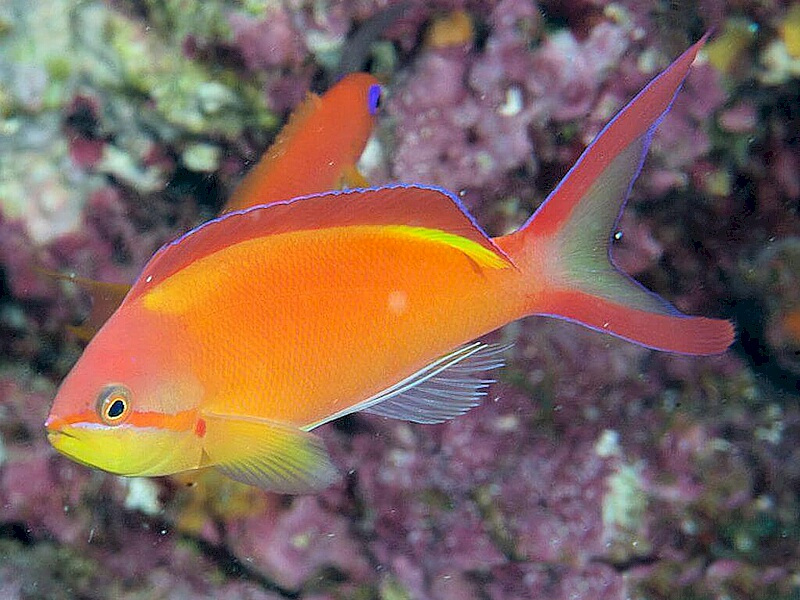 Pseudanthias-ignitus.jpeg