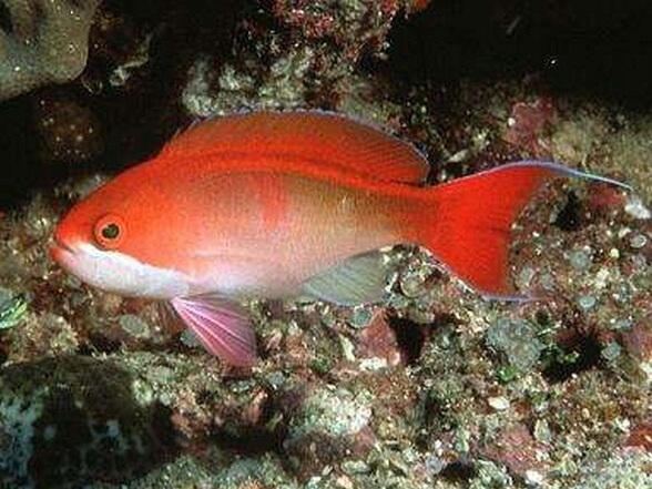 Pseudanthias cooperi.jpeg