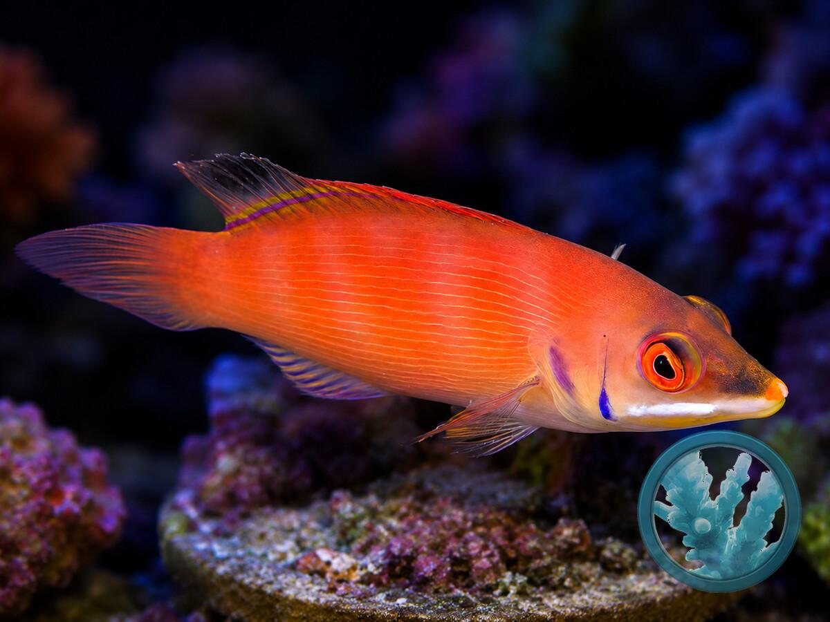 Pseudocheilinus evanidus.jpeg