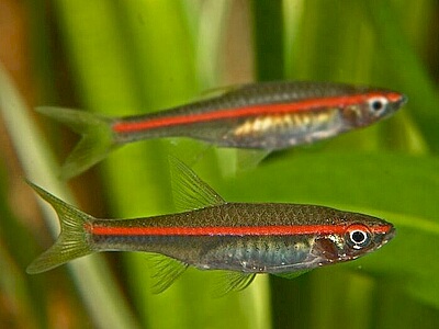 Rasbora pauciperforata.jpeg