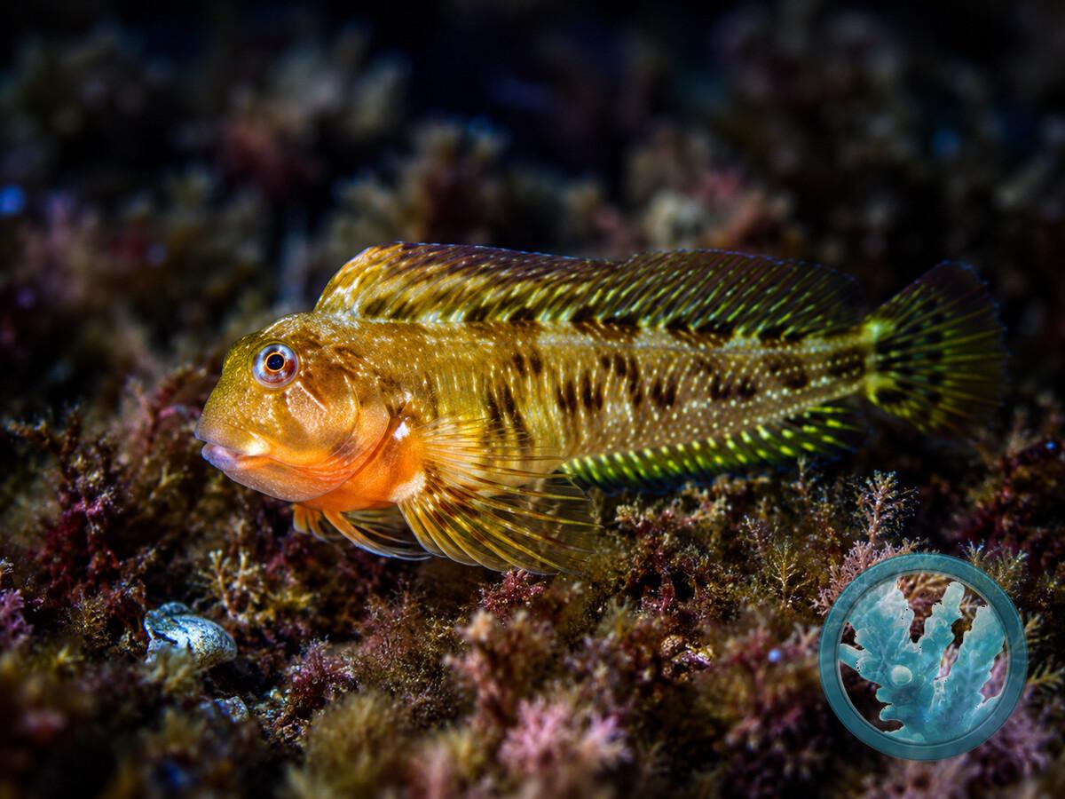 Scartella cristata.jpeg