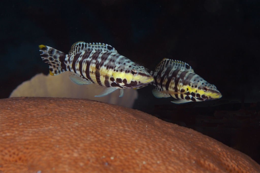 Serranus-tigrinus.jpeg