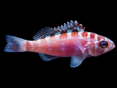 Serranus-tortugarum.jpeg