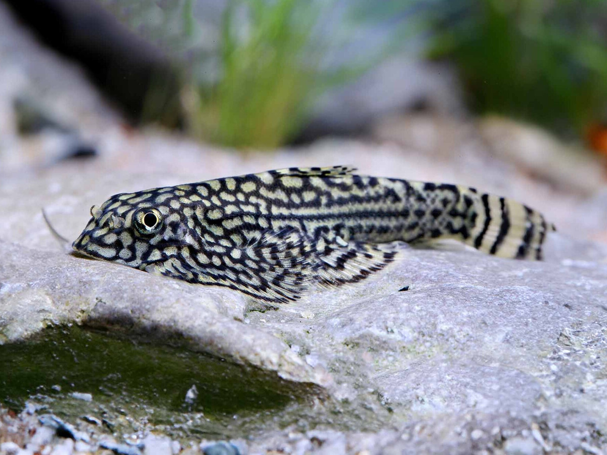 Sewellia lineolata.jpeg
