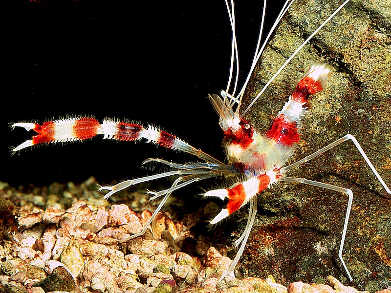 Stenopus-hispidus.jpeg