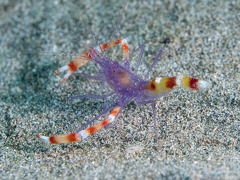 Stenopus-tenuirostris.jpeg