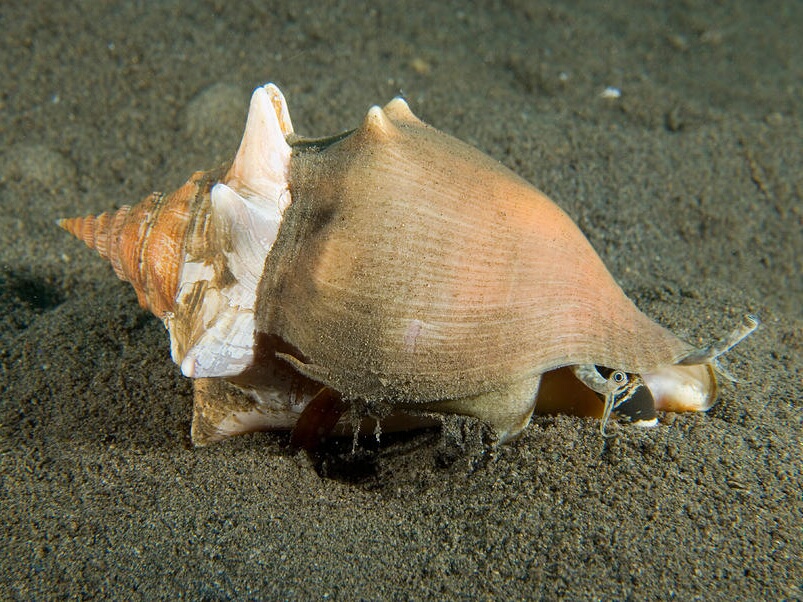 Strombus alatus_.jpeg