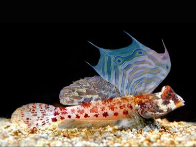 Synchiropus-stellatus.jpeg