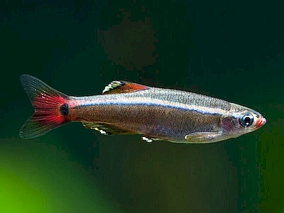 Tanichthys albonubes.jpeg