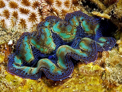 Tridacna-crocea.jpeg