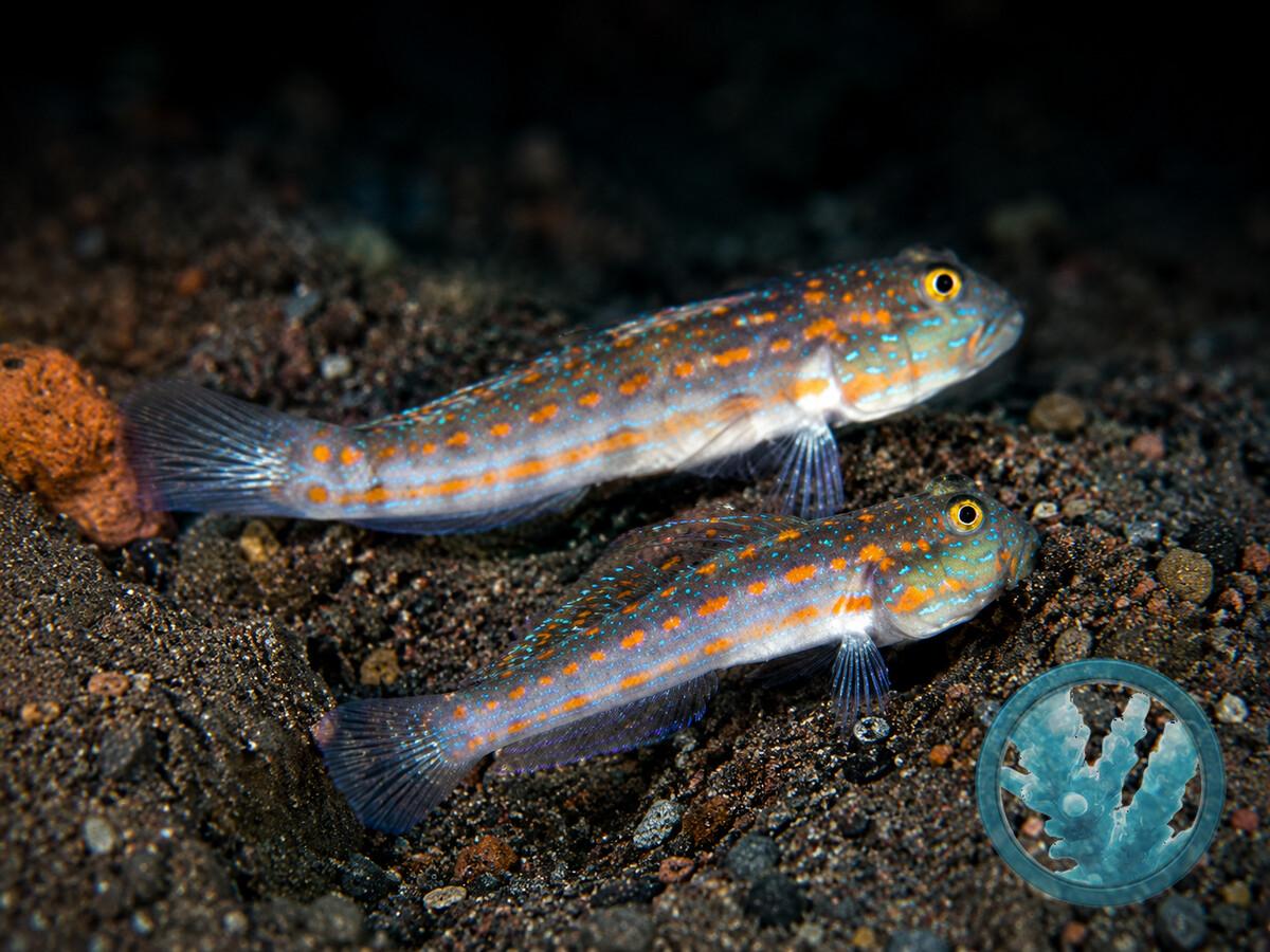 Valenciennea longipinnis.jpeg