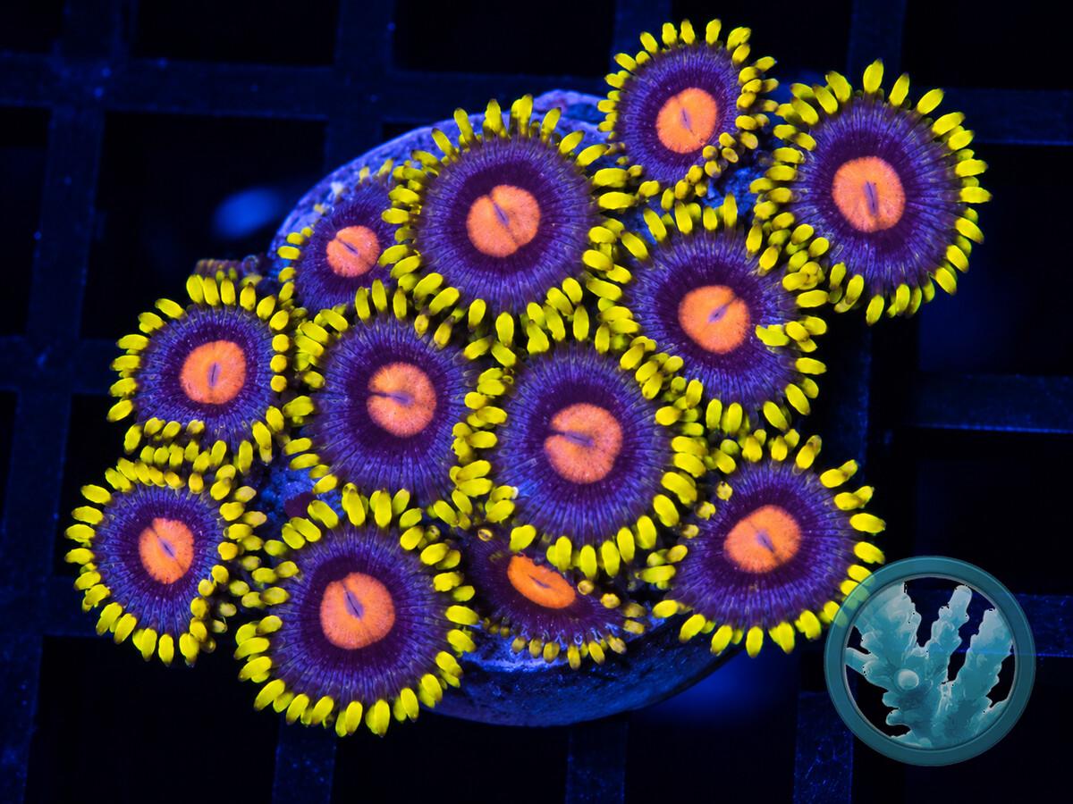 ZOAN0220.jpeg