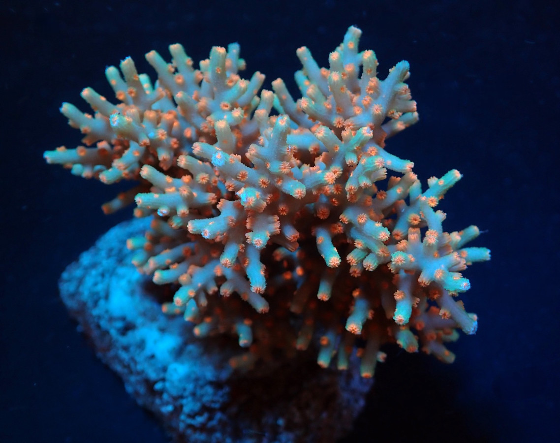 cyphastrea_decadia_.jpeg