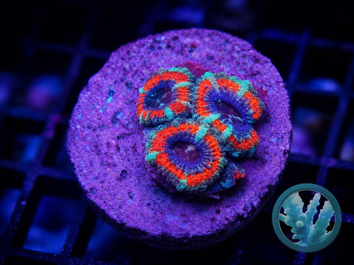ACAN0240000.jpeg