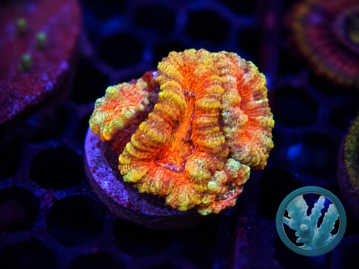 ACAN0250000.jpeg