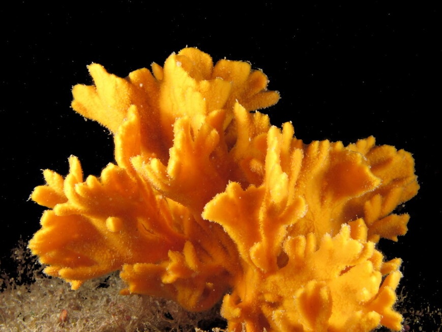 Axinella 03.jpg