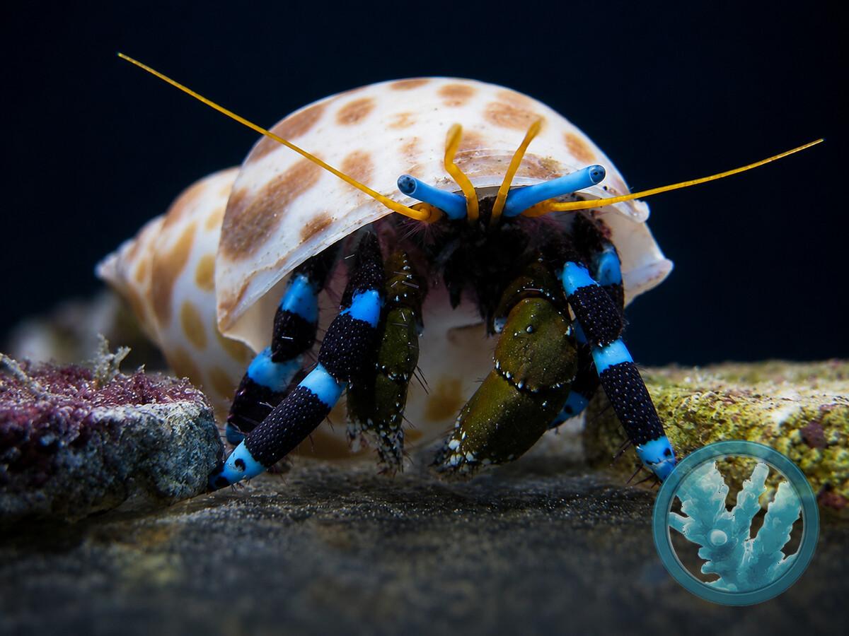 Calcinus elegans.jpeg