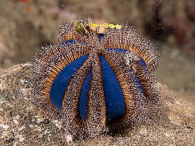 Mespilia-globulus.jpeg