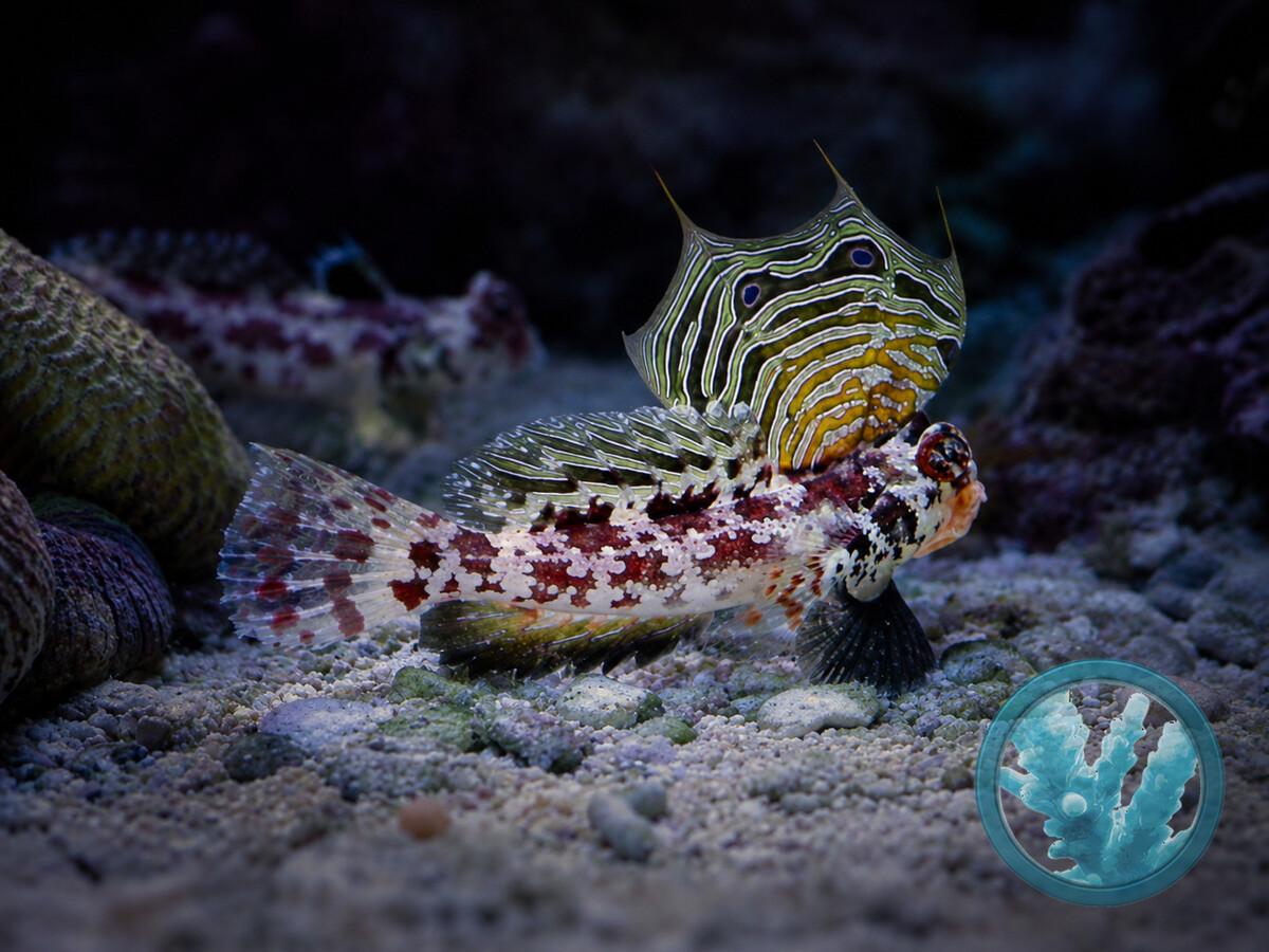 Neosynchiropus ocellatus.jpeg