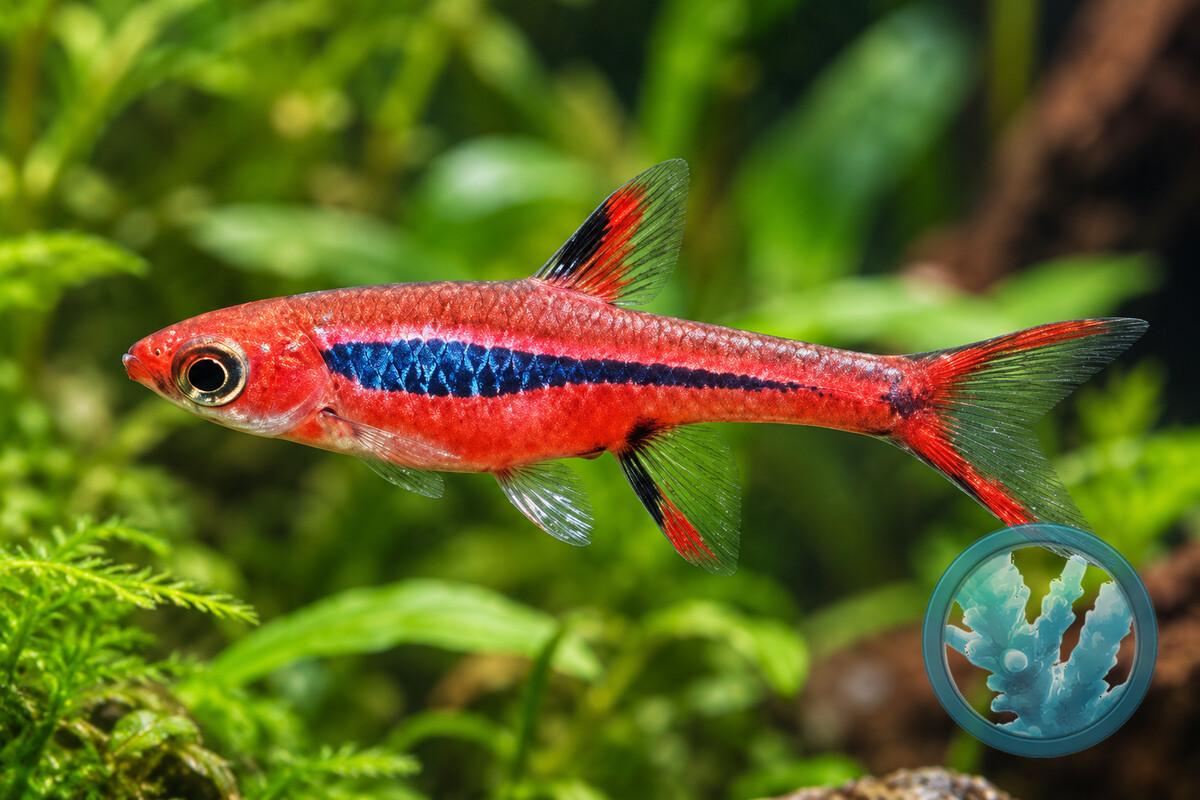 Boraras-merah.jpeg