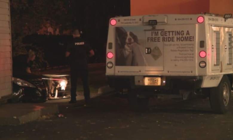 10-year-old hospitalized after being bitten by dog in Fort Lauderdale 10-year-old hospitalized after being bitten by dog in Fort Lauderdale