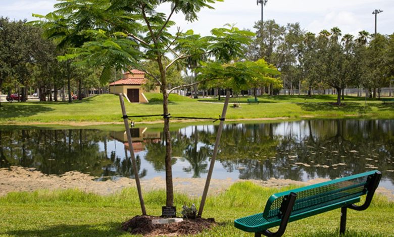 Coral Springs struggles with overpopulation of two tree species Coral Springs struggles with overpopulation of two tree species