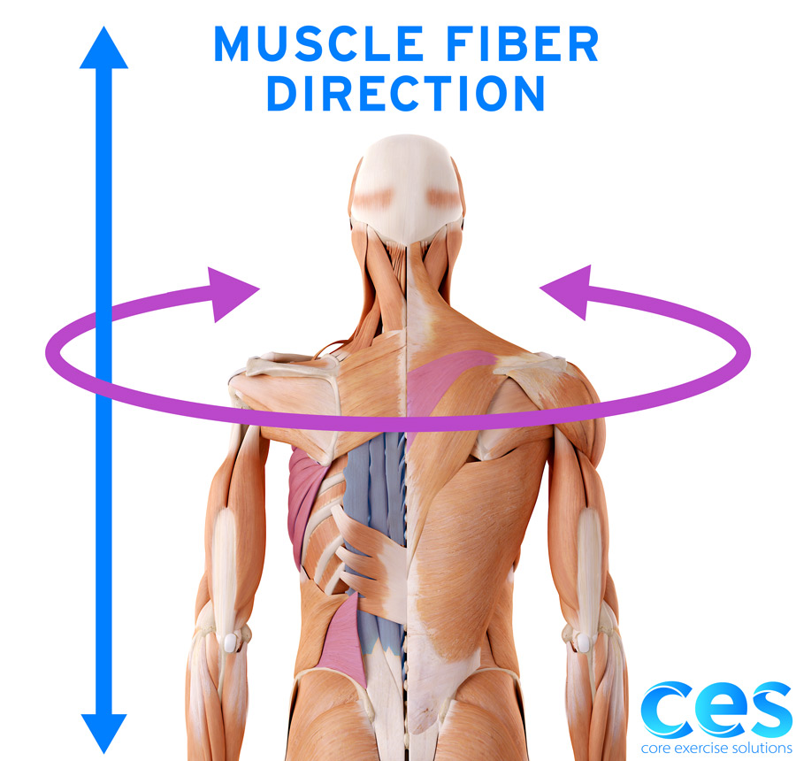 A reader asks for a list of cellulose fibers and how to dye them. Muscle Fiber Direction Core Exercise Solutions
