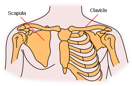 Shoulder girdle bones