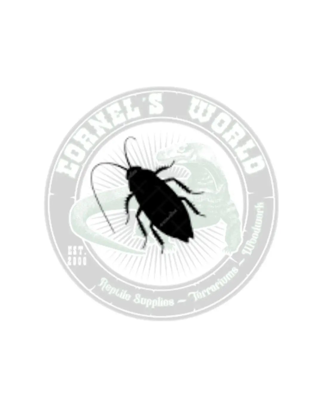 Discoid Cockroach